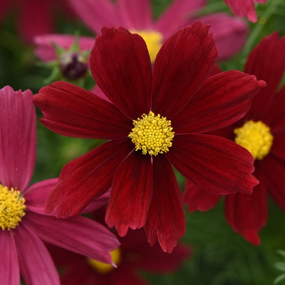 Picture of Cosmos - Sonata Red Shades Premium
